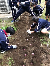 花植え