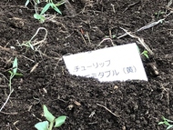 花植え