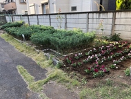 花植え
