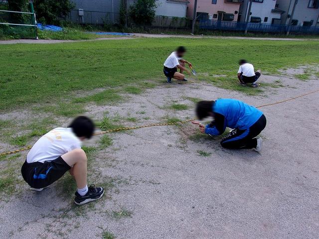 芝