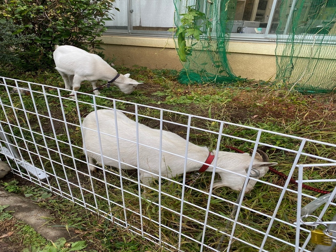 やぎの親子