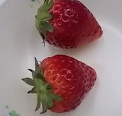 だんご