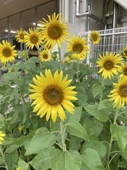 だんご