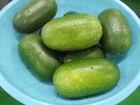 しょく