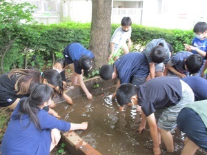 田植え