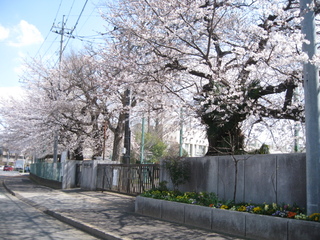 桜