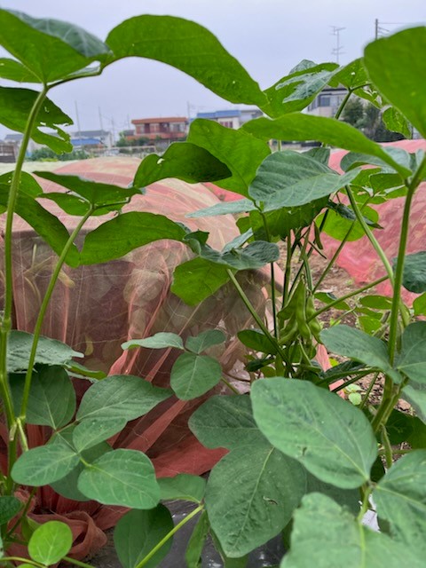 枝豆2