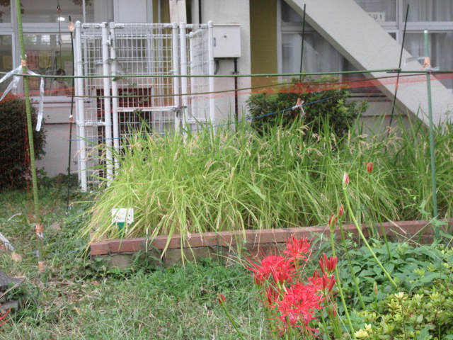 5年
