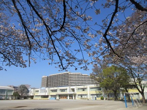 桜