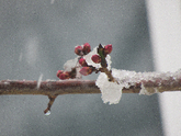 写真　雪と受験