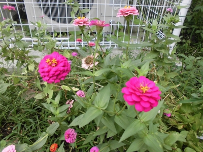 花