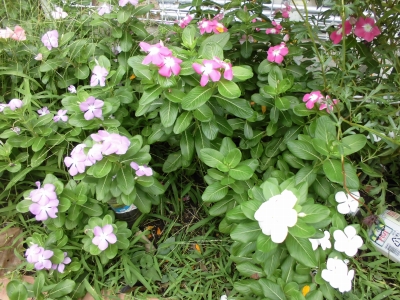 花