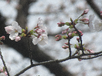 写真　桜