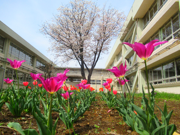 写真　チューリップ