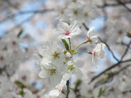 写真　桜