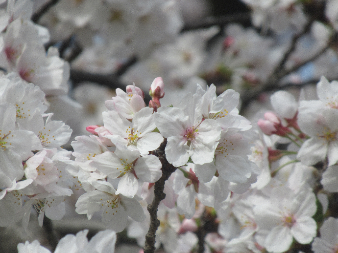 写真　桜