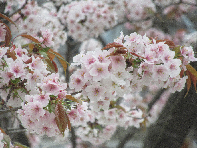 写真　桜