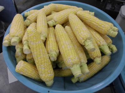 給食