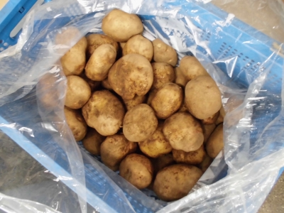 給食