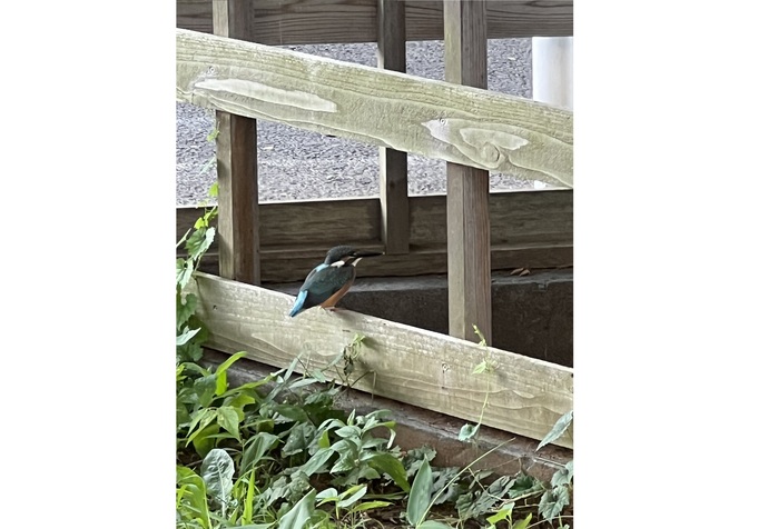 池のカワセミ