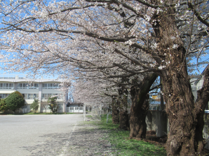 写真　桜