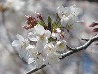 写真　桜