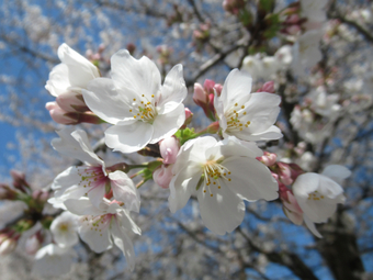 写真　桜