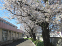写真　桜