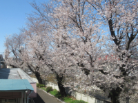 写真　桜