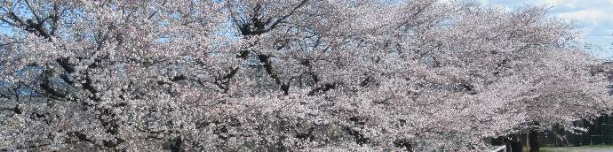 写真　桜