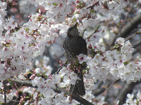 写真　桜