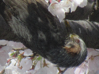写真　桜