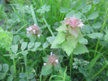 写真　野草