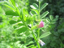 写真　野草