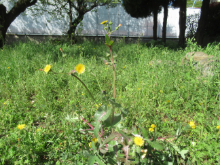 写真　野草