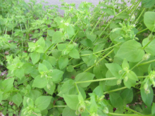 写真　野草