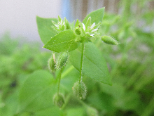 写真　野草