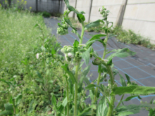 写真　野草