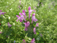 写真　野草