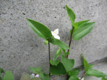 写真　野草