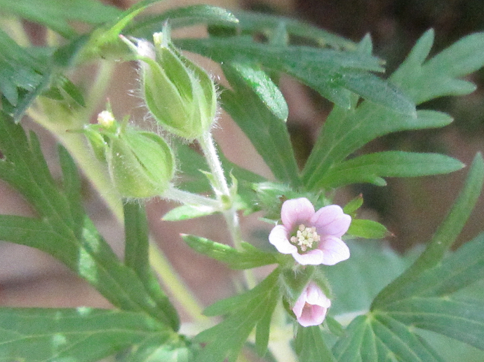 写真　野草