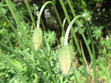 写真　野草