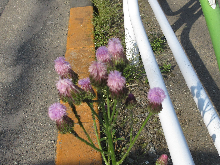 写真　野草