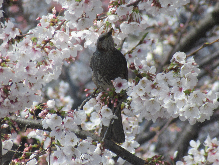 写真　野鳥