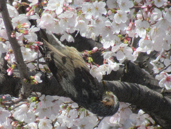 写真　野鳥