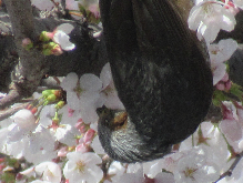 写真　野鳥