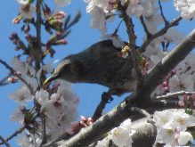 写真　野鳥