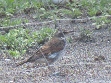 写真　野鳥