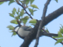 写真　野鳥