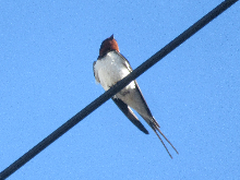 写真　野鳥